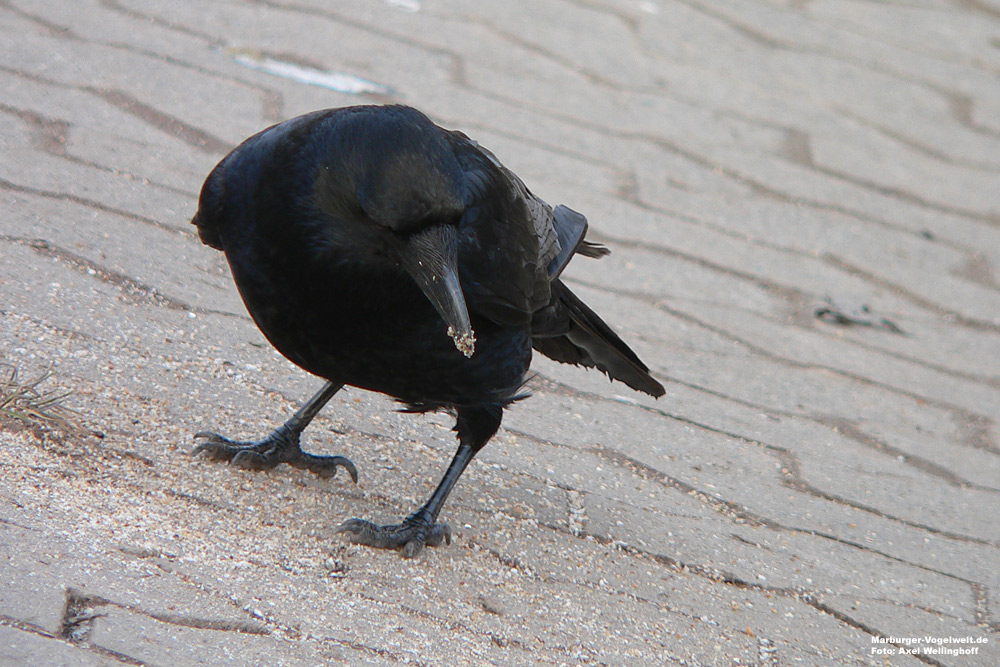 Rabenkrhe (Corvus corone)