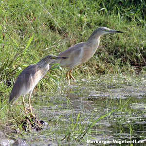 Rallenreiher (Ardeola ralloides)