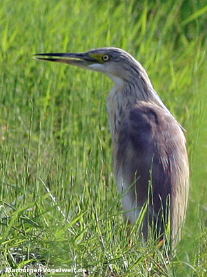 Rallenreiher (Ardeola ralloides)