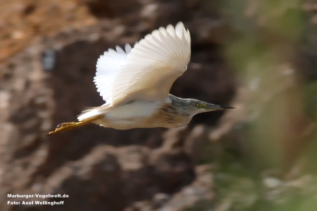 Rallenreiher (Ardeola ralloides)