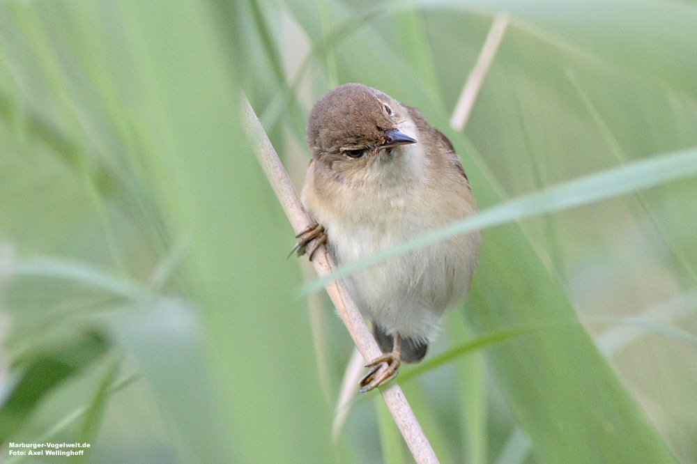 Teichrohrsnger (Acrocephalus scirpaceus)