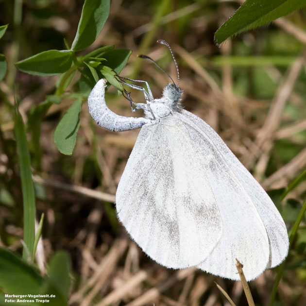 Tintenfleck-Weiling - Wood White - Leptidea sinapis