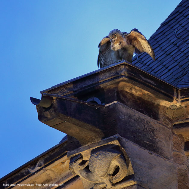 Uhus auf der Elisabethkirche - 30.6.2014