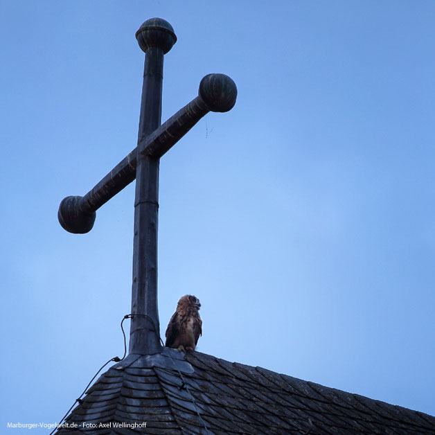 Uhus auf der Elisabethkirche - 30.6.2014