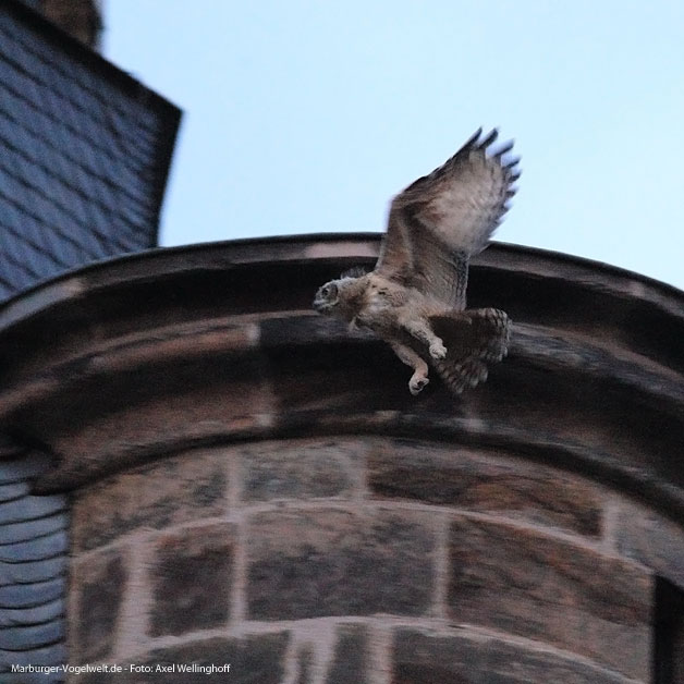 Uhus auf der Elisabethkirche - 30.6.2014