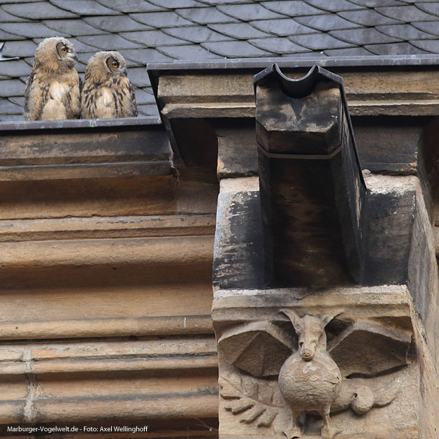 Uhus auf der Elisabethkirche - 30.6.2014