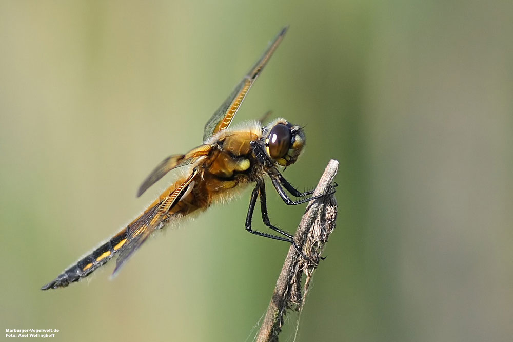 Vierfleck - Libellula quadrimaculata