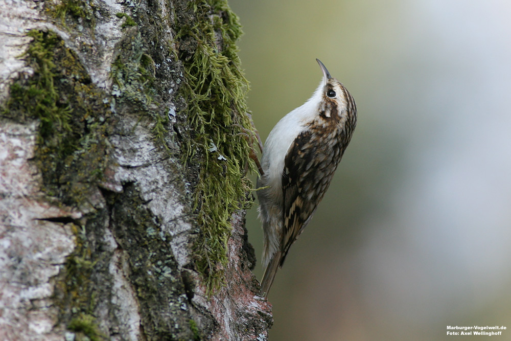 Waldbaumlufer (Certhia familiaris)