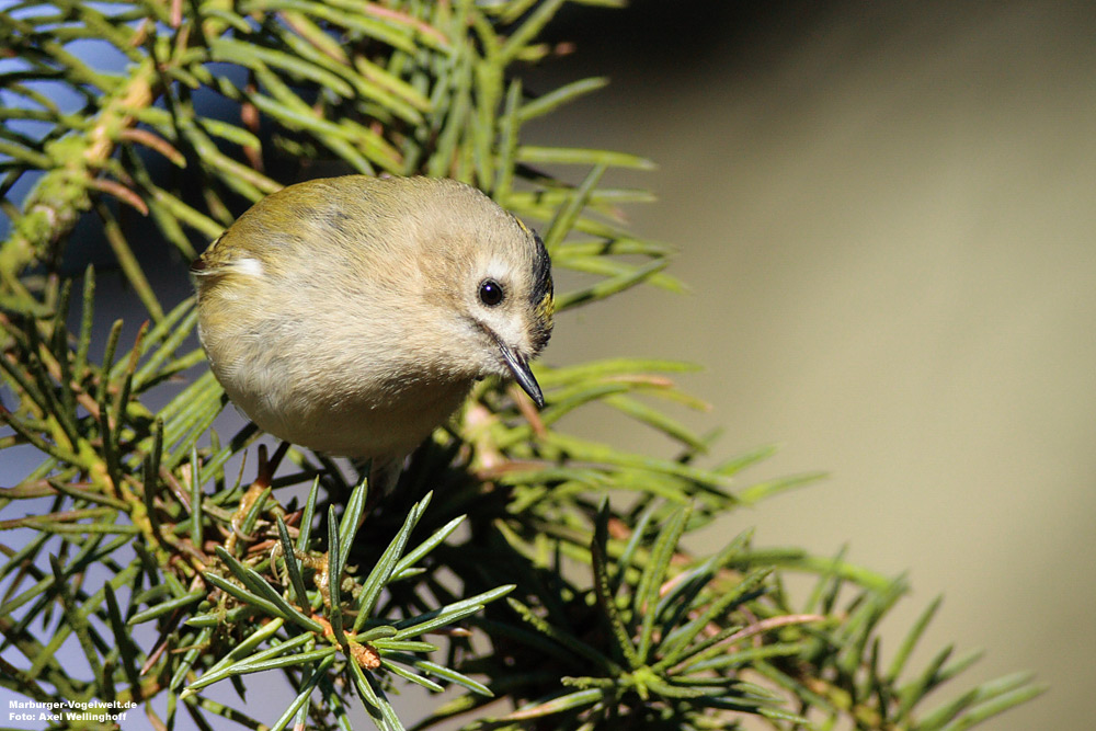 Wintergoldhhnchen (Regulus regulus)